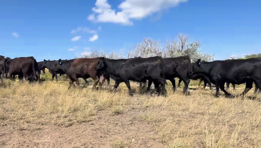 51 head of black bred heifers BH822A5